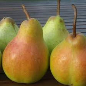 Pears - Harrow Crisp (2L basket) [ONT]