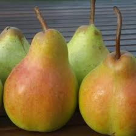 Pears - Harrow Crisp (2L basket) [ONT]