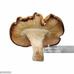 Mushrooms - Shitake  (0.2 lbs)