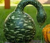 Swan Gourd
