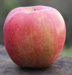 Apples - Spy (each EST) [ONT]