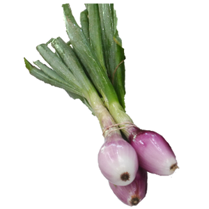 Onion - Bulb [ONT]