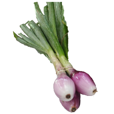 Onion - Bulb [ONT]