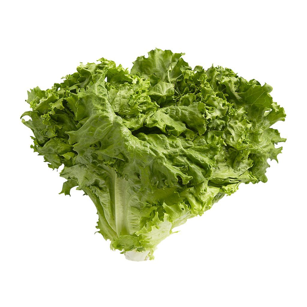 Lettuce - Green Leaf (Case of 24)