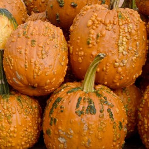 Pumpkin - Bumpy (each)