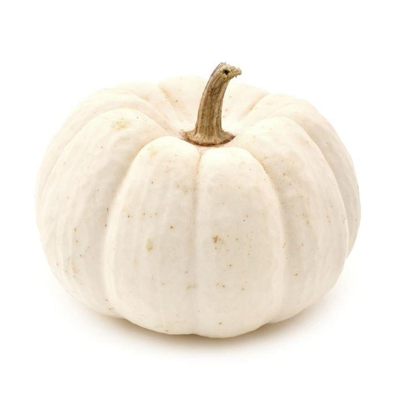 Pumpkin - White (each)