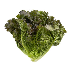 Lettuce - Red Leaf (Case of 24)