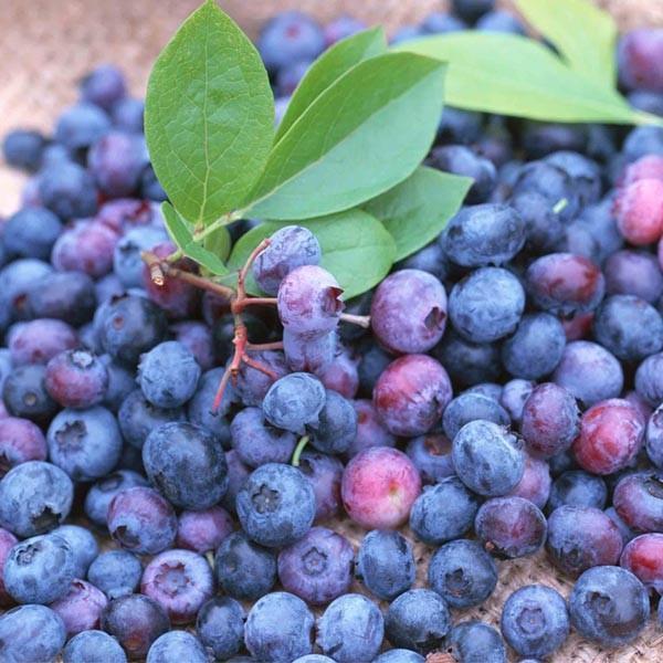 Blueberries - Wild (pint) [ONT]